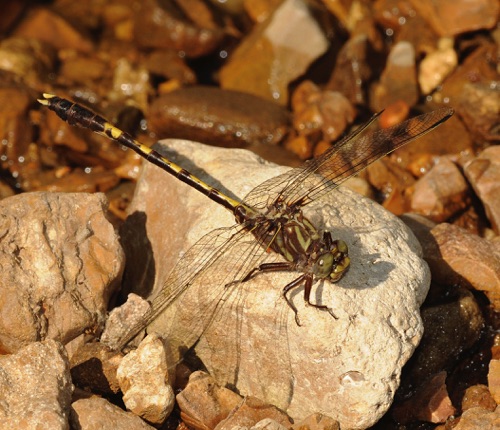 Male
2009_06_22_MO

